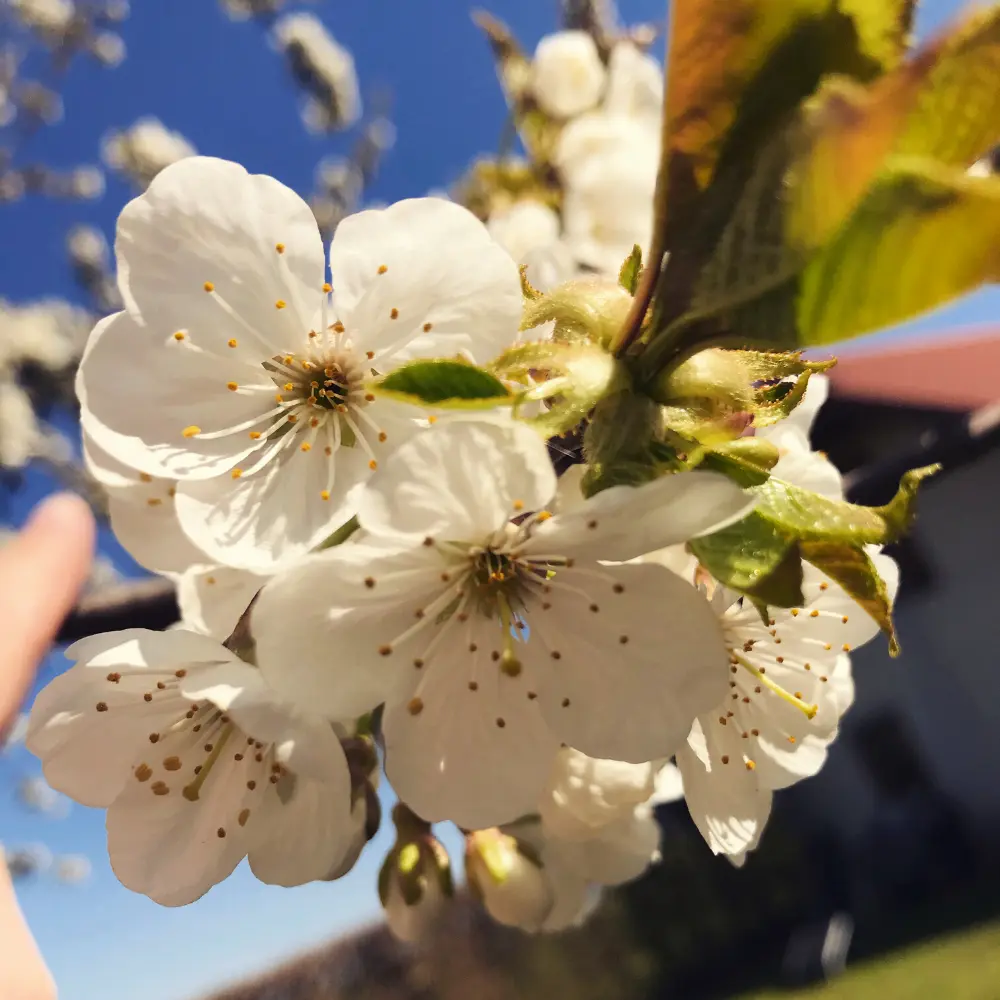 Ostereinkauf mit Jungweinprobe